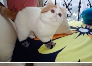 开云体育下载-绿茵场上的地理意外，欧冠半决赛焦点战，哥斯达黎加碾压南非背后的足球全球化寓言