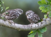 开云体育入口-利拉德数据全面爆炸，爵士争冠战惊险战胜新疆队